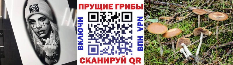 магазин    мориарти какой сайт  Псилоцибиновые грибы Psilocybe  Нелидово 